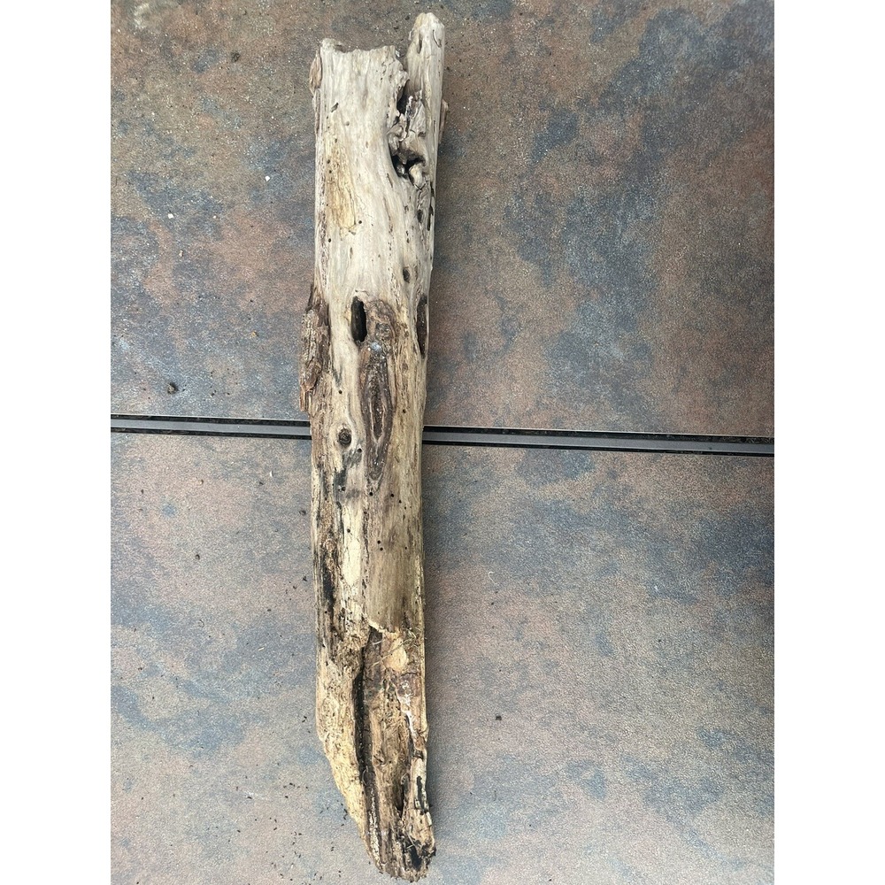 Natural Driftwood for Plants Terrarium Taxidermy Art Projects